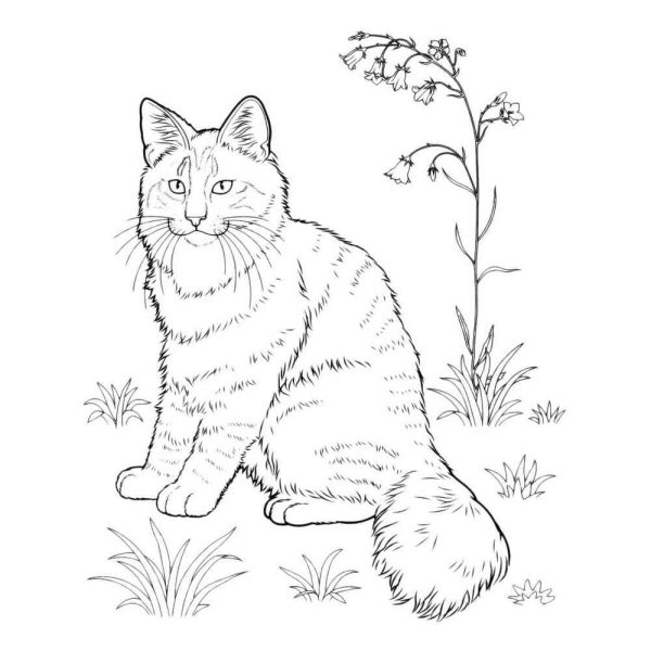 Кошки. Раскраска