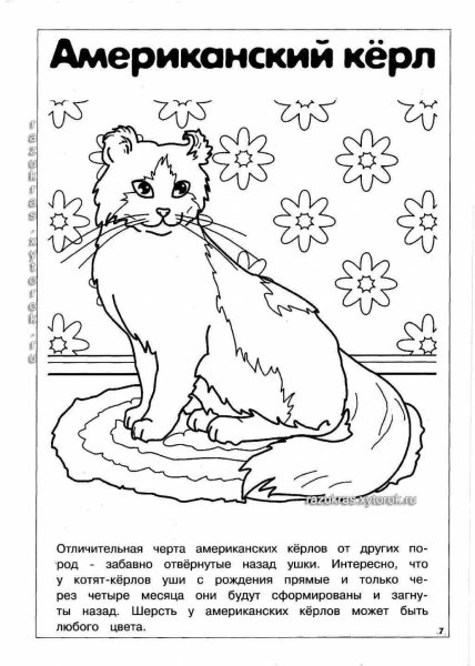 Бенгальская кошка