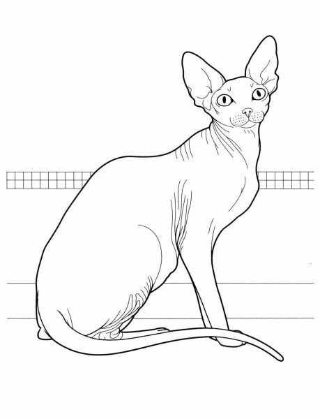 Сиамская кошка раскраска