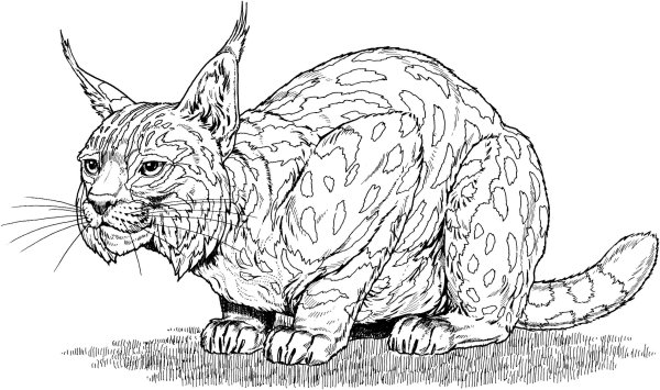 Котенок. Раскраска