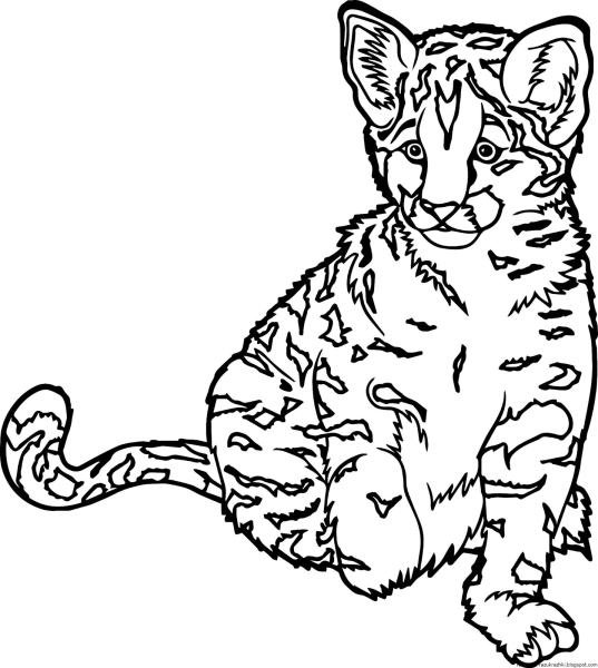 Раскраска кот