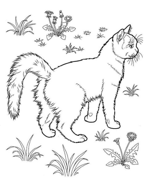 Кошки. Раскраска