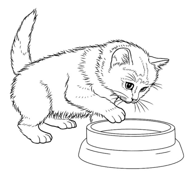 Кошки. Раскраска