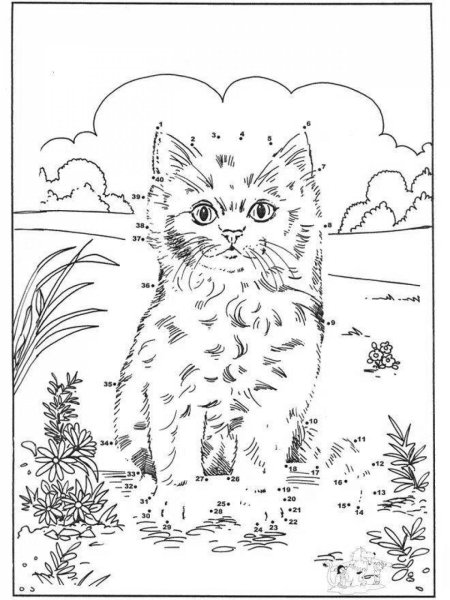 Раскраска по номерам Коты и кошки АСТ 48 страниц