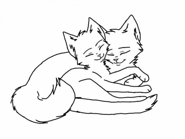 Раскраски коты воители пары любовь (48 фото)