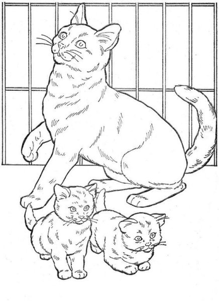 Раскраски породистых кошек