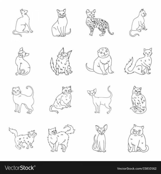 Кот Донской сфинкс