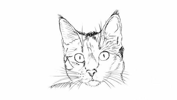Раскраски портрет кота (42 фото)