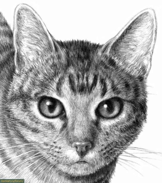Кошка карандашом