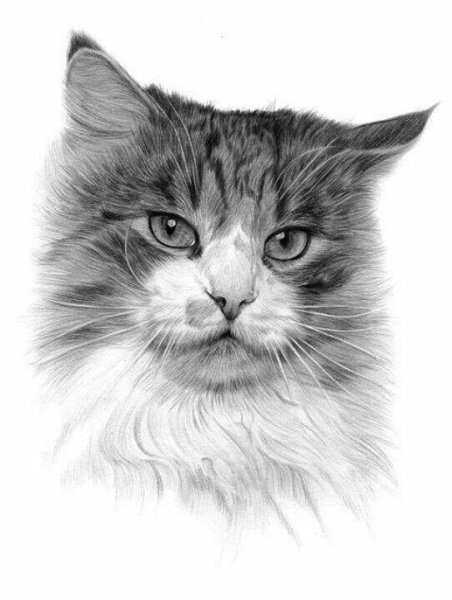 Кот карандашом