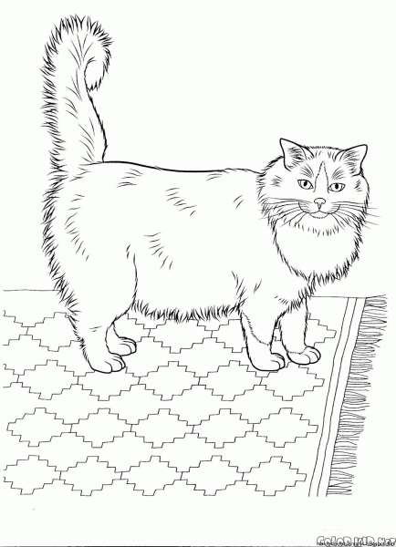 Кошки. Раскраска