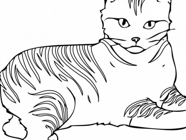 Раскраска кошка Лана