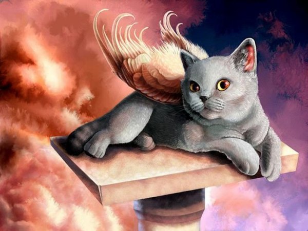 Кот с крыльями