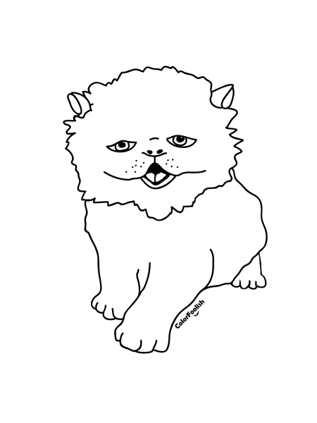 Персидская кошка раскраска