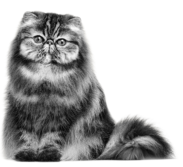 Персидская кошка