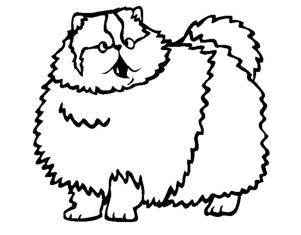 Раскраска персидский кот