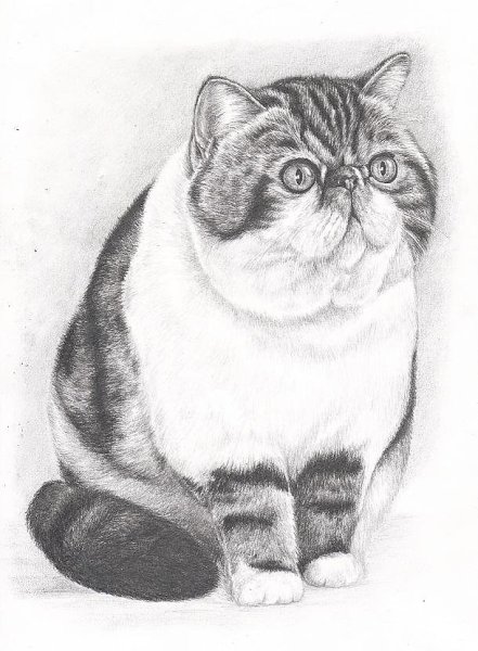 Экзотическая кошка карандашом