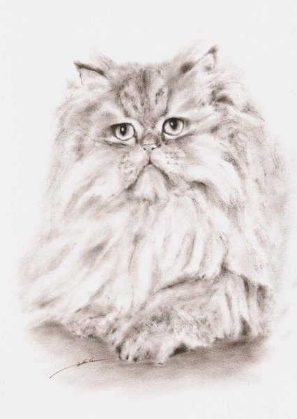 Персидская кошка иллюстрация