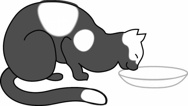 Кошка лакает молоко