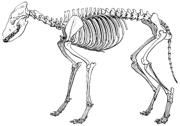 Скелет canis Dirus