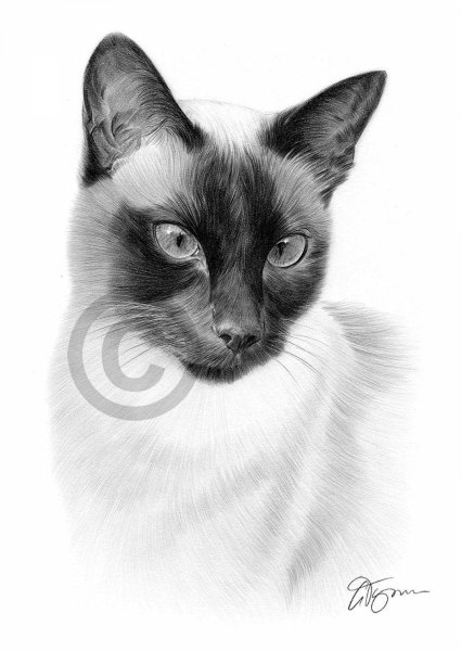 Сиамская кошка рисунок