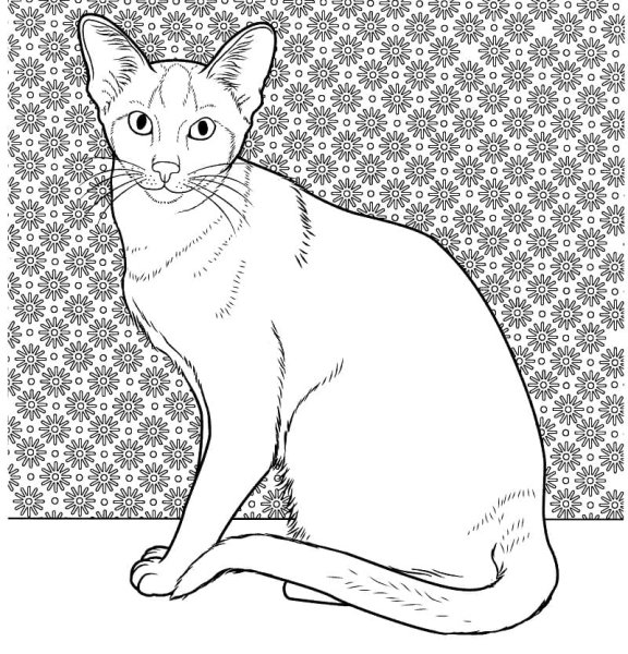 Раскраски породистых кошек