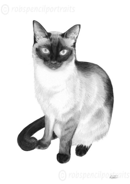 Сиамская кошка раскраска