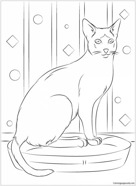 Сиамский кот раскраска