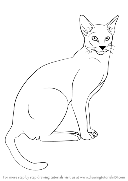 Сиамская кошка раскраска