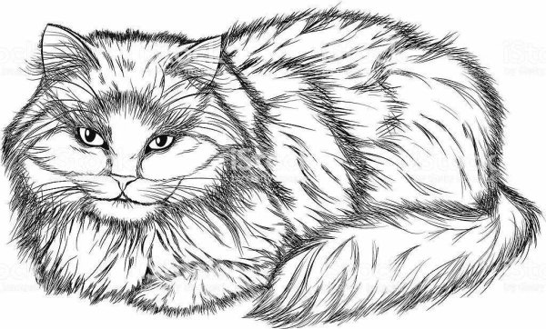 Эскиз пушистого кота