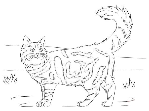 Раскраски сибирская кошка (41 фото)