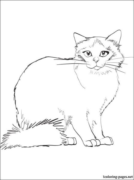 Сиамская кошка раскраска