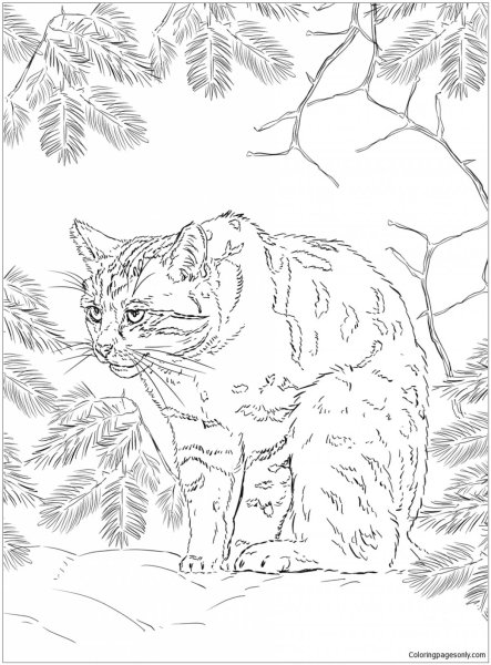 Кавказская Лесная кошка раскраска