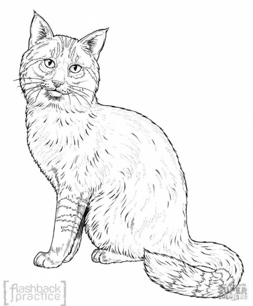 Лесной кот раскраска