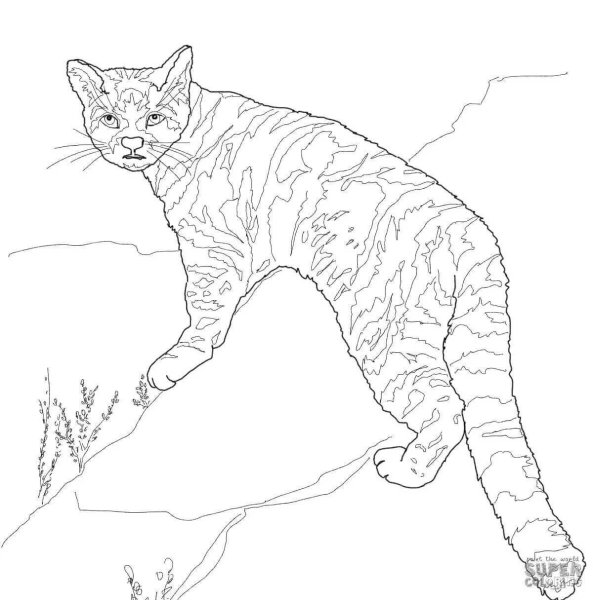 Раскраска диких котов
