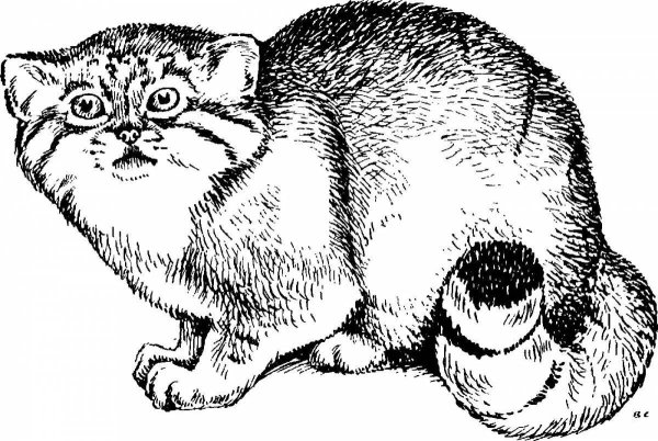 Дикий кот Манул раскраска