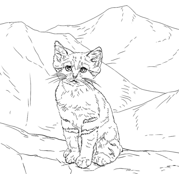 Барханная кошка раскраска