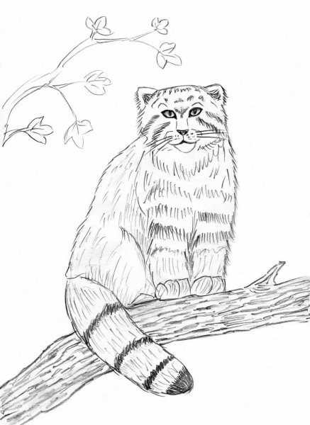 Дикий кот Манул раскраска