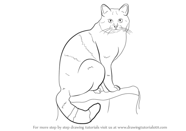 Лесной кот раскраска