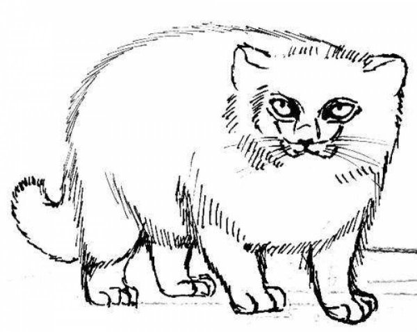 Дикий кот Манул раскраска
