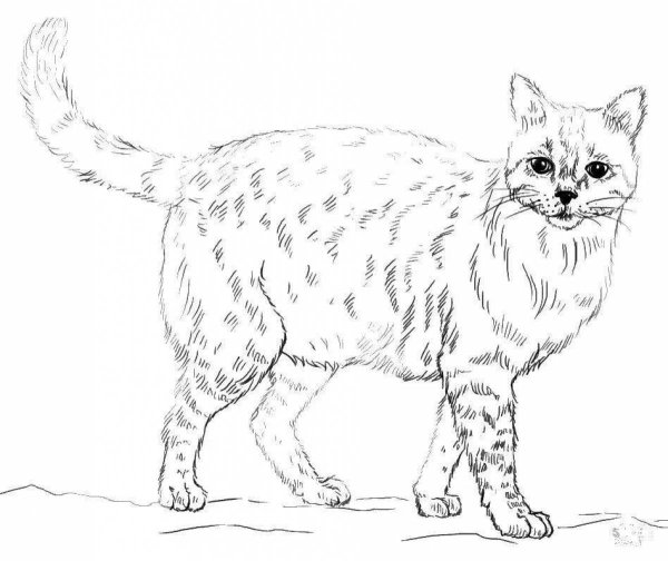 Кошки. Раскраска