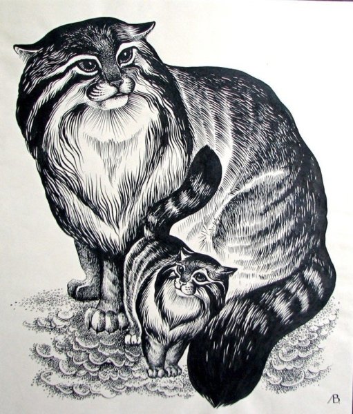 Дикий кот Манул раскраска