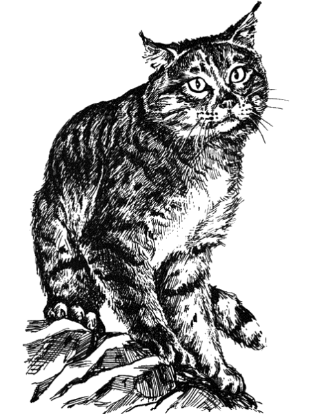 Камышовый кот раскраска