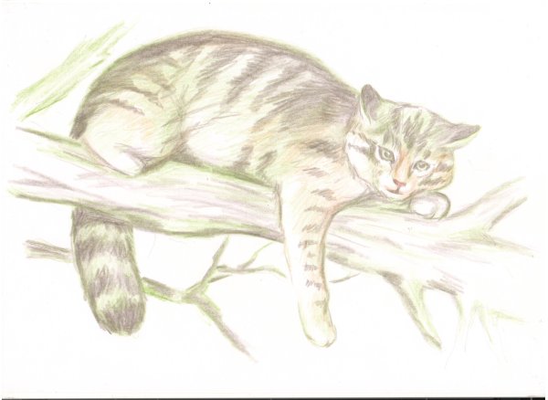 Кавказский Лесной кот