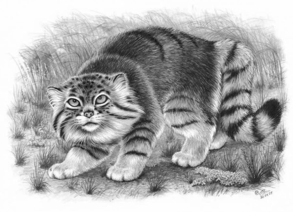 Дикий кот Манул рисунок