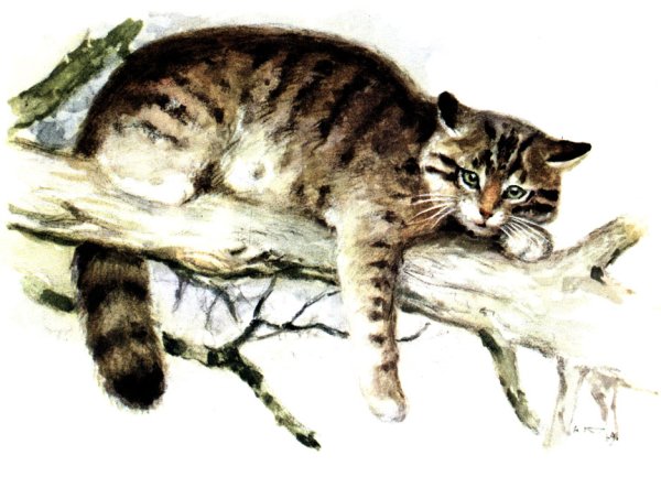 Кавказская Лесная кошка Felis Silvestris Caucasica