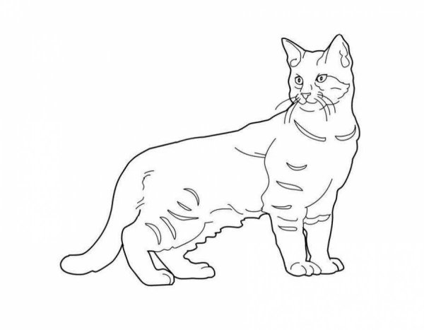 Кошки. Раскраска