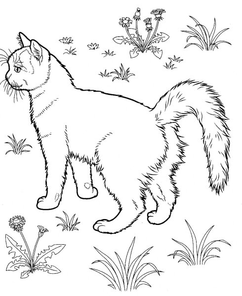 Раскраски степной кот (46 фото)