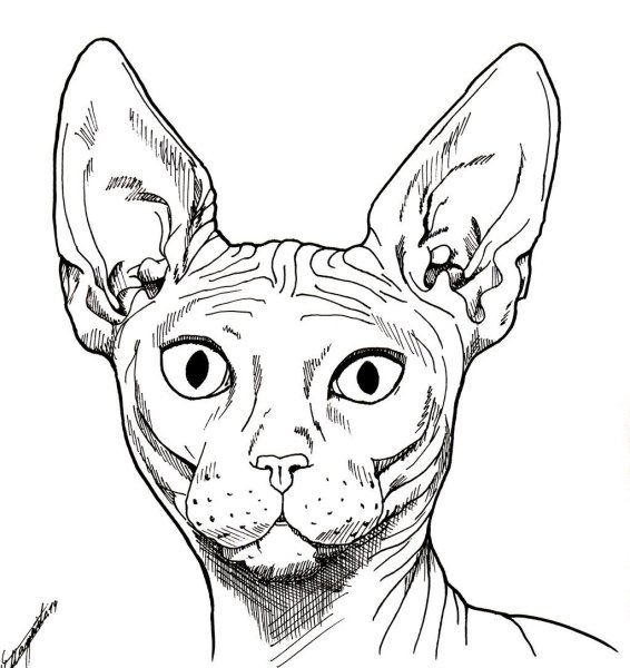 Сфинкс кошка