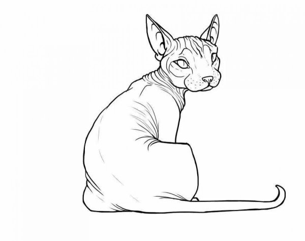 Раскраски сфинкс кошка (47 фото)